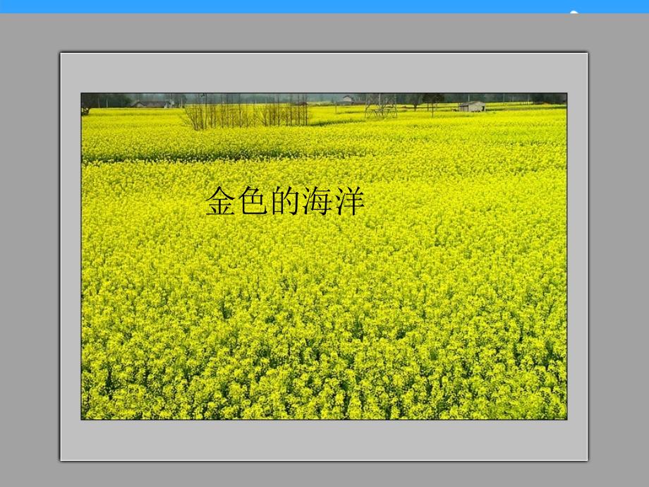 四年级科学下册《油菜花开了》PPT课件之二（教科版）_第4页