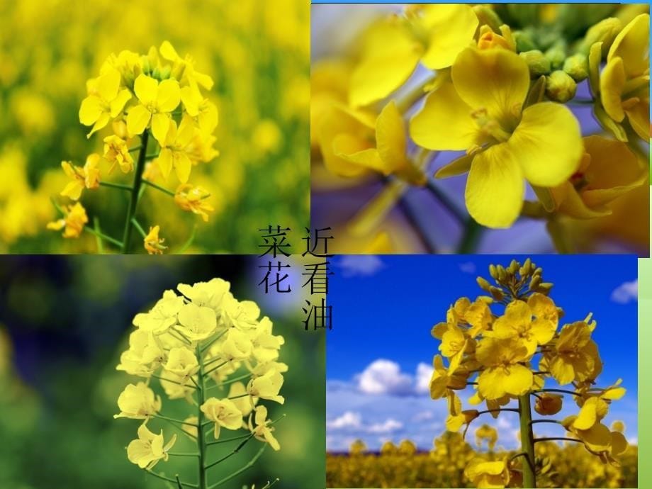 四年级科学下册《油菜花开了》PPT课件之二（教科版）_第5页