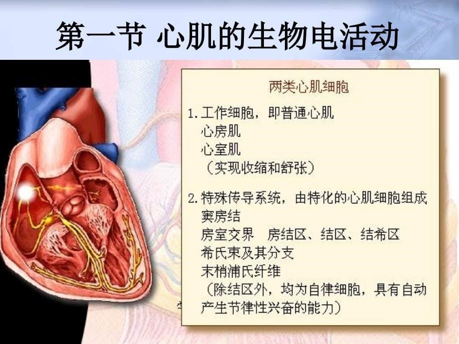 心脏的电活动_第5页