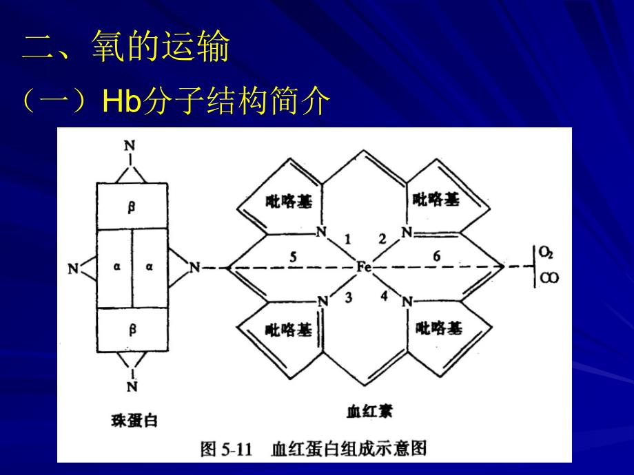 三节气体在血液中运输PPT文档_第1页