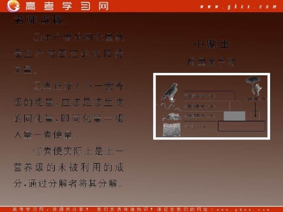 高考生物一轮复习课件：必修3 第5章生态系统及其稳定性 第2、3节生态系统的功能——能量流动和物质循环_第5页