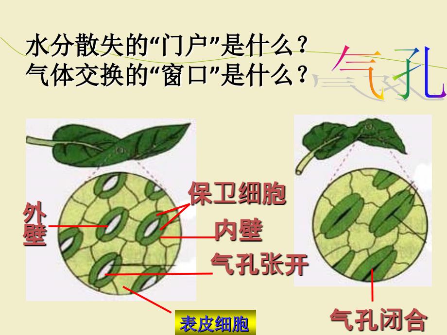 光合作用呼吸作用蒸腾作用识图_第3页