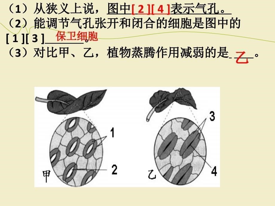 光合作用呼吸作用蒸腾作用识图_第5页