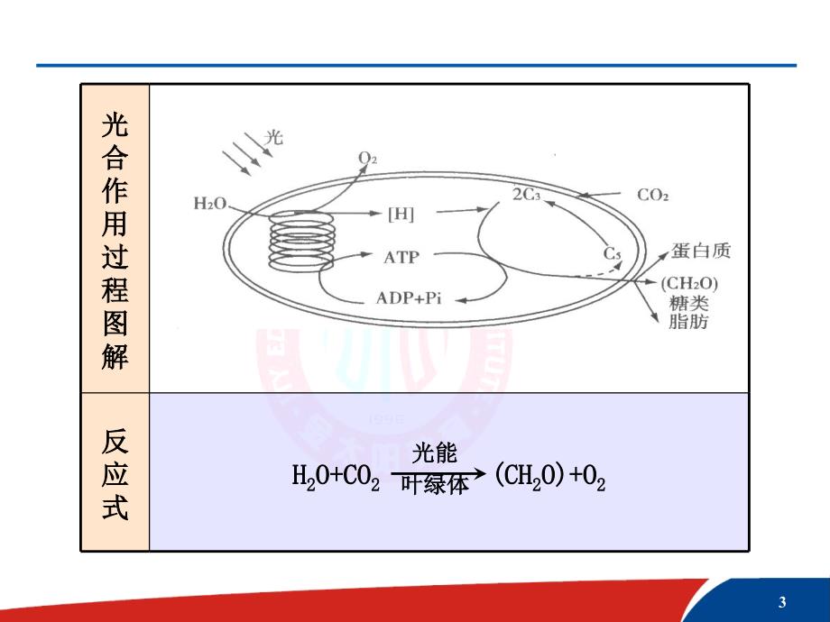 讲座2--光合作用与细胞-呼吸综合题的解题方法课件_第3页