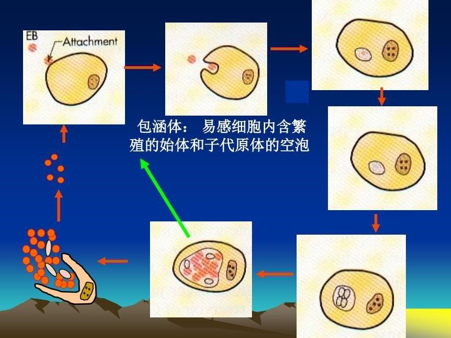 病原生物实验课：实验十三、衣原体、支原体、立克次体 、螺旋体、放线菌的形态观察_第5页