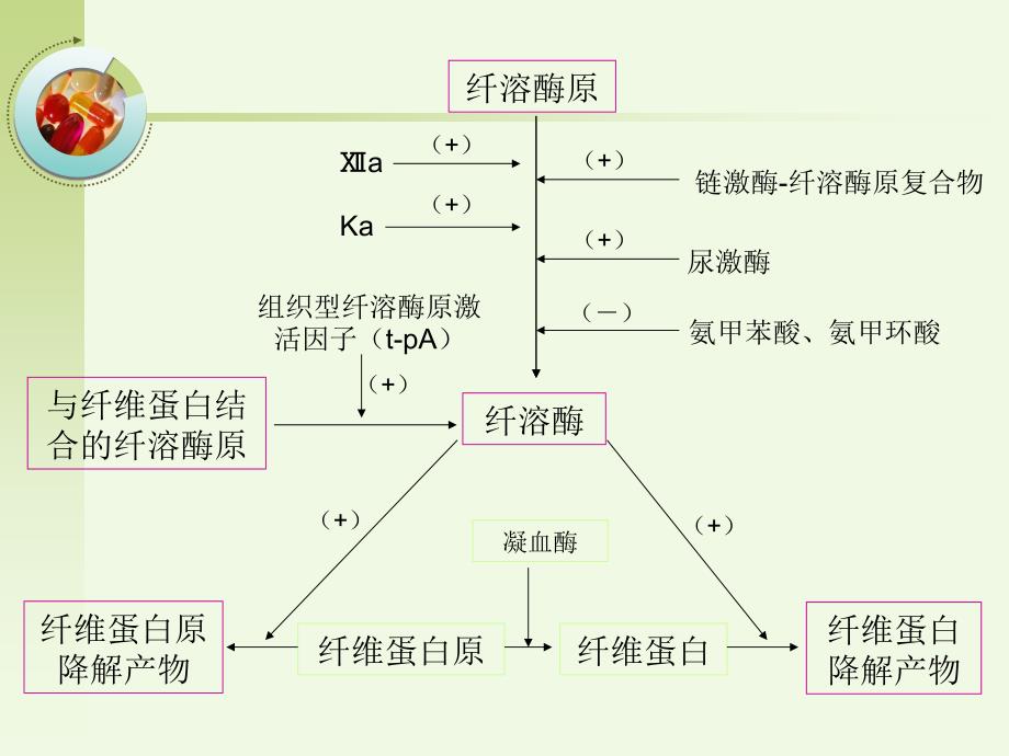 第二十四章影响血液及造血系统的药物_第4页