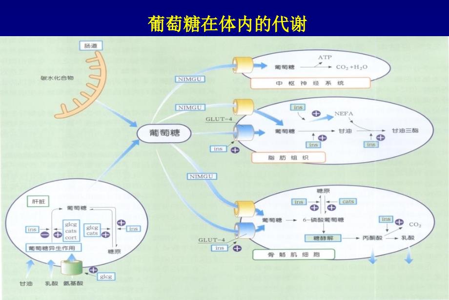 心内科医生应掌握的糖尿病知识_第4页