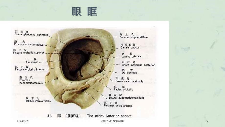 颜面部影像解剖学课件_第5页