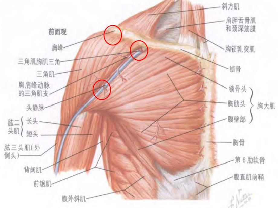 （优质课件）肩关节周围炎的治疗与护理_第4页