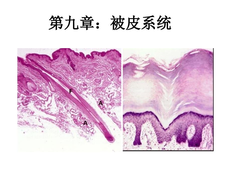 第九章皮肤动物组织胚胎学课件_第1页