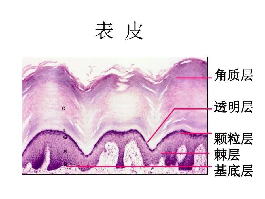 第九章皮肤动物组织胚胎学课件_第5页