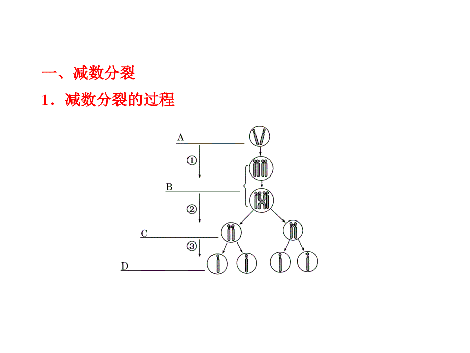 减数分裂和受精作用教材课件_第4页