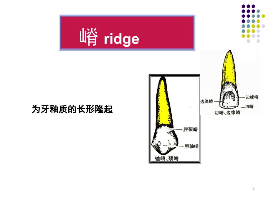 前牙及双尖牙解剖_第4页