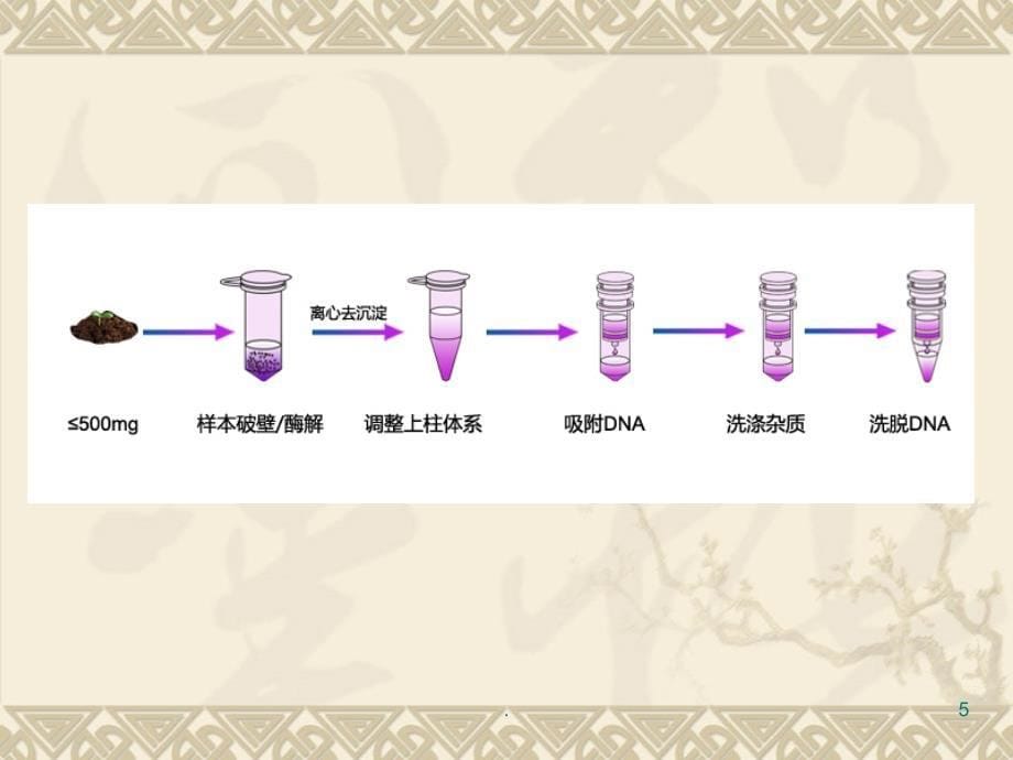 DNA提取过程及原理课堂PPT_第5页