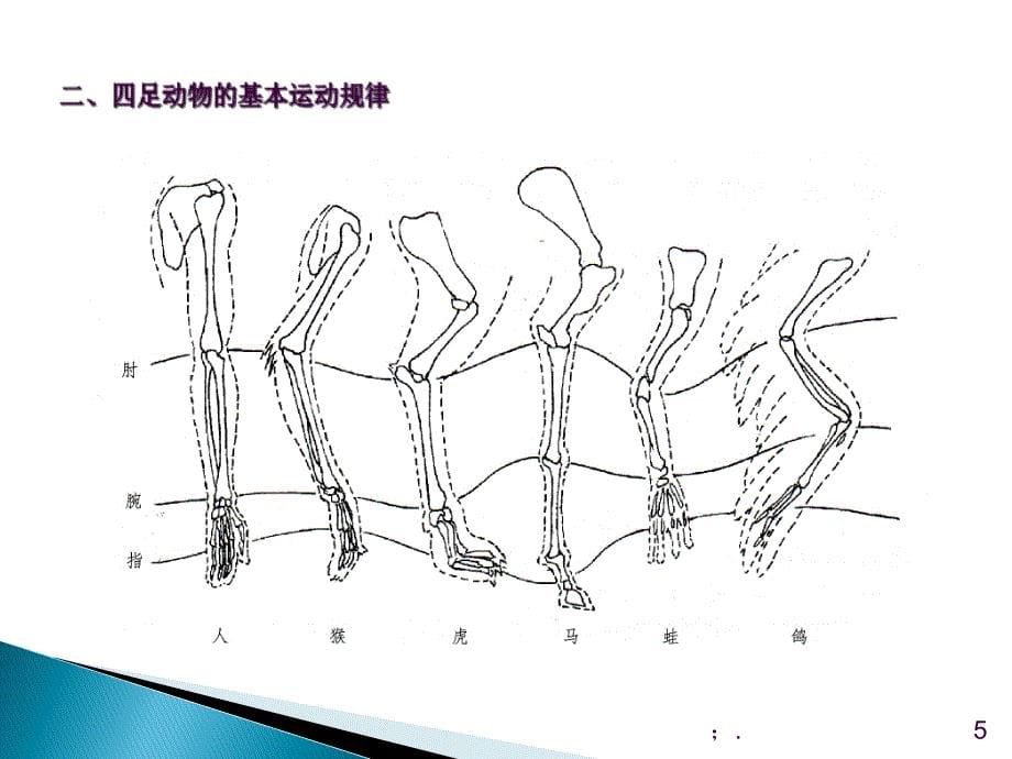 动物运动规律ppt课件_第5页