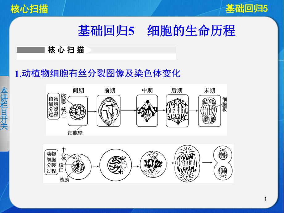 基础回归细胞的生命历程_第1页