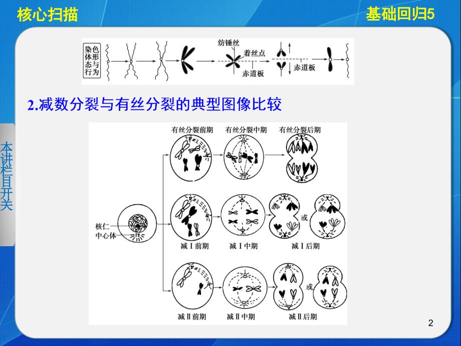 基础回归细胞的生命历程_第2页