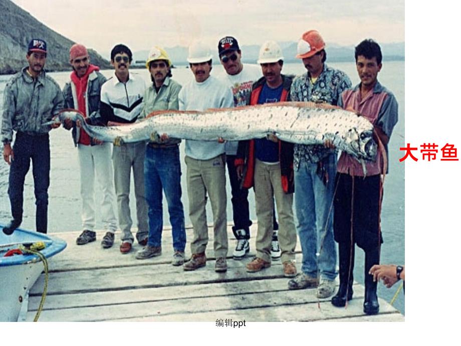 海洋生物资源及其开发ppt课件_第4页