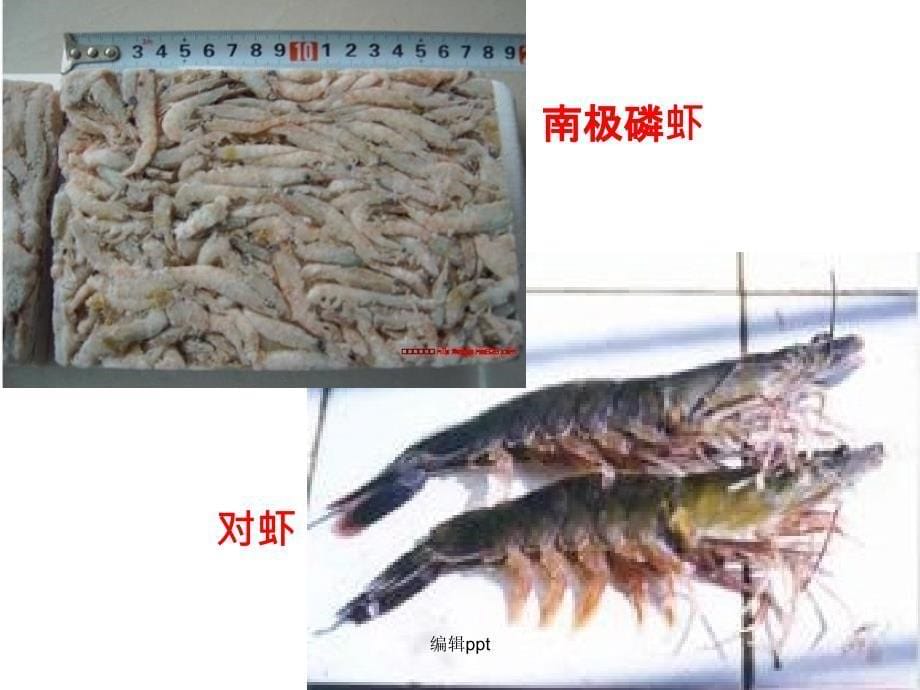 海洋生物资源及其开发ppt课件_第5页