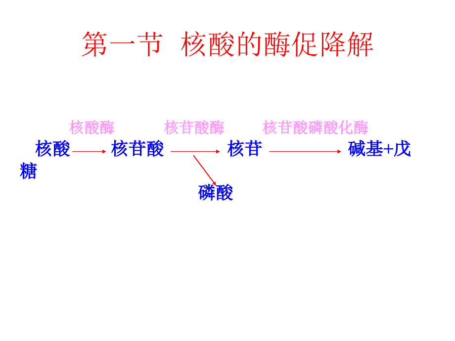 生物化学第十章核酸的酶促降解和核苷酸代谢_第3页