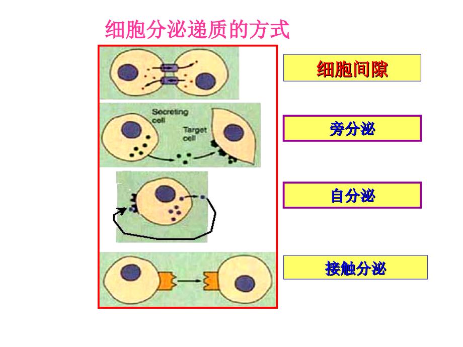 药理学影响自体活性质药物_第2页