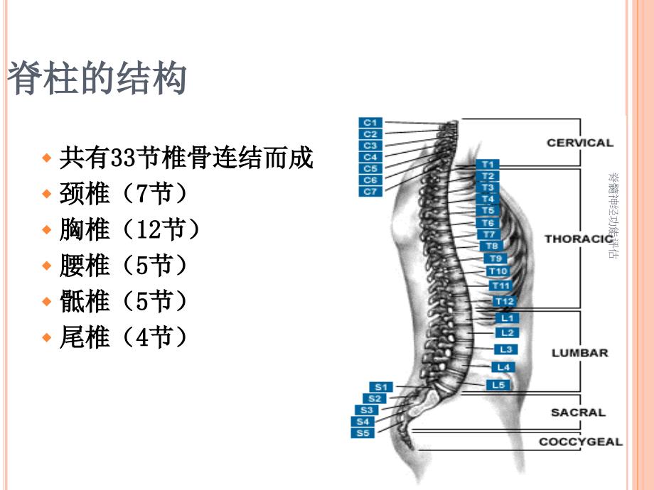 脊髓神经功能评估_第2页