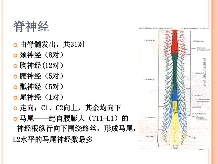 脊髓神经功能评估_第4页