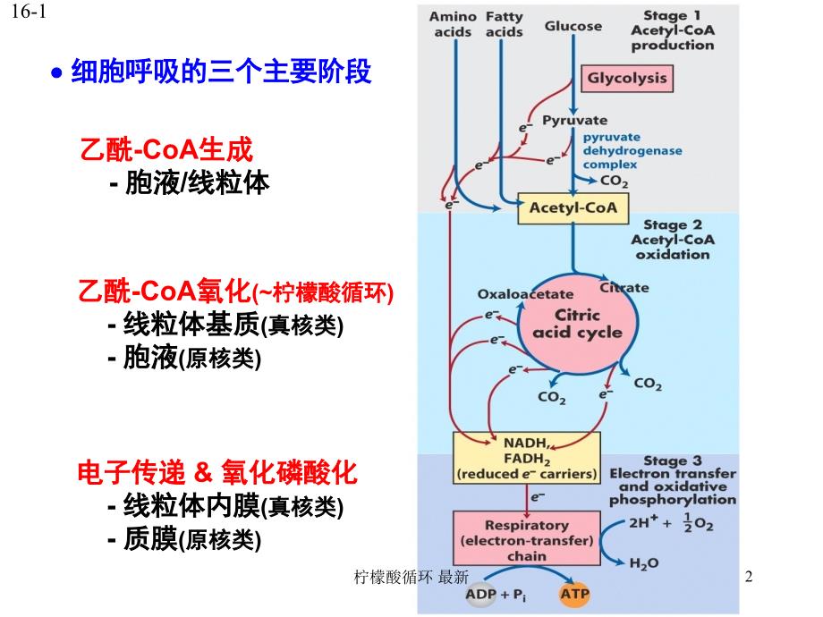 柠檬酸循环最新课件_第2页