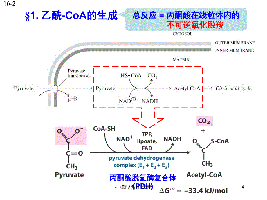 柠檬酸循环最新课件_第4页