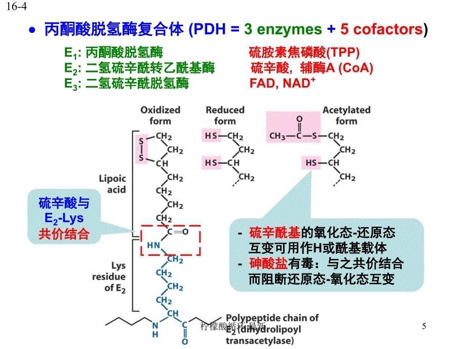 柠檬酸循环最新课件_第5页