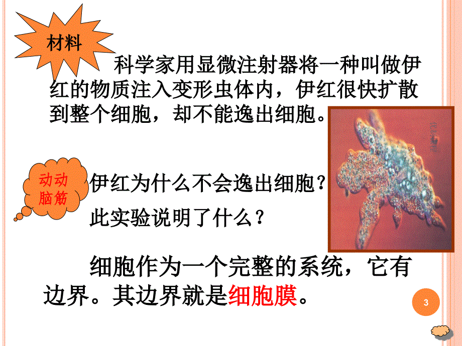 细胞膜—系统的边界PPT（学习材料）_第3页