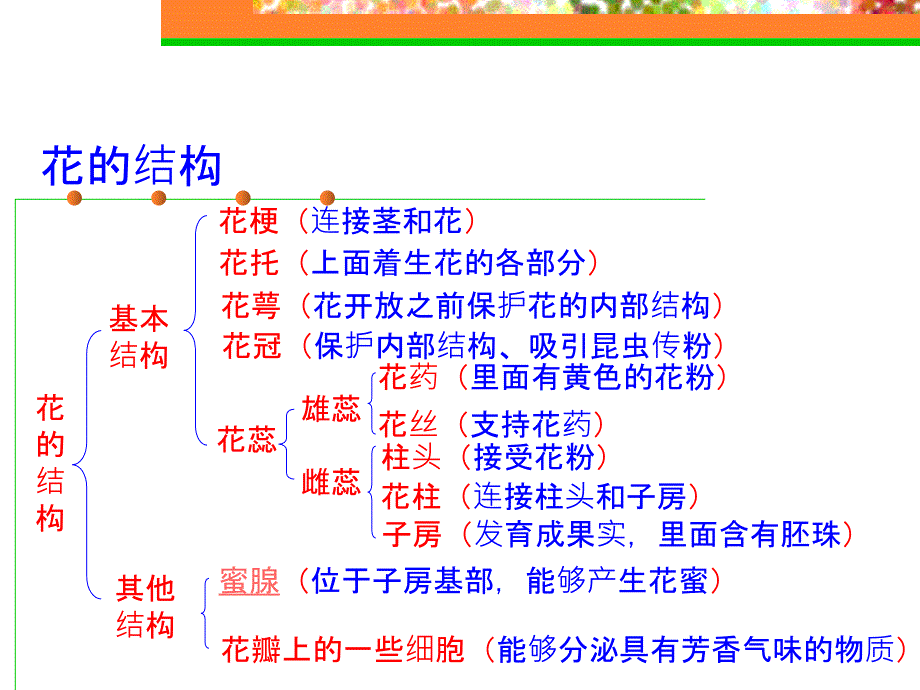 F花的结构和花序PPT课件_第4页