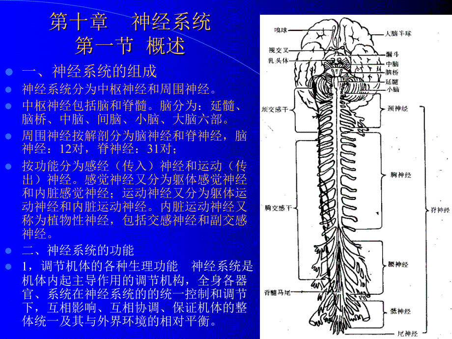 人体组织学与解剖学10神经系统_第1页