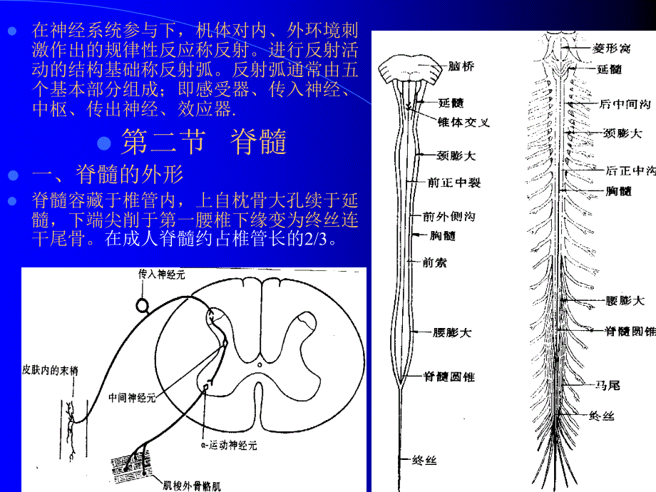 人体组织学与解剖学10神经系统_第3页