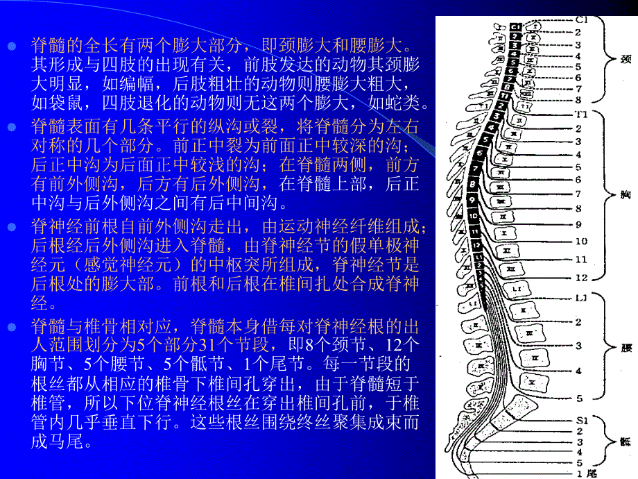 人体组织学与解剖学10神经系统_第4页