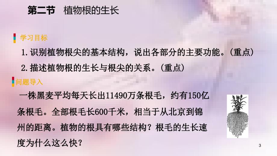 七年级生物上册第三单元第五章第二节植物根的生长课件新版苏教版_第3页