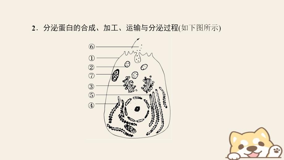 2018-2019学年高中生物 第三章 细胞的基本结构 第2节 第2课时 细胞器之间的协调配合和生物膜系统课件 新人教版必修1_第4页