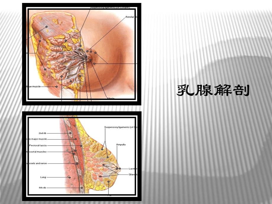 影像诊断课件乳腺疾病影像学诊断1文档资料_第4页