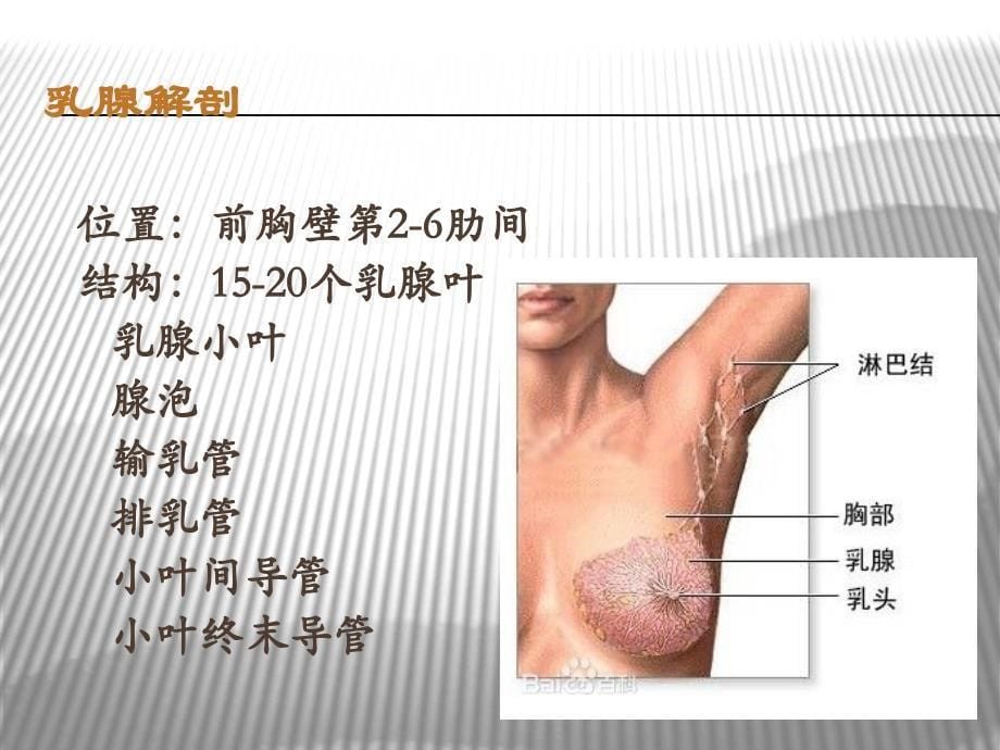 影像诊断课件乳腺疾病影像学诊断1文档资料_第5页