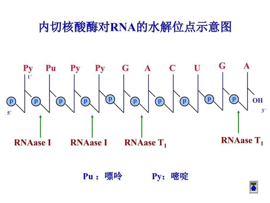 第十一章核酸的酶促降解和核苷酸代谢_第5页