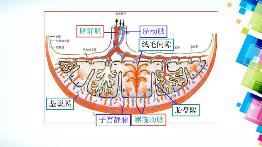 胎盘植入影像学表现_第4页