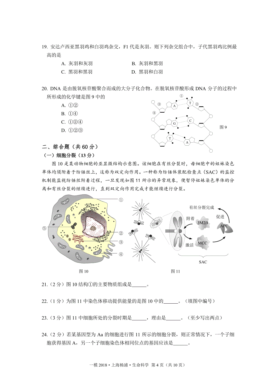 2018年上海杨浦生命科学一模试卷及答案.pdf_第4页