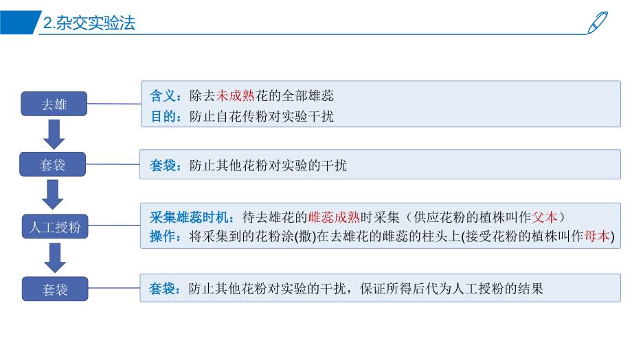 第1章 遗传因子的发现（课件） 高一生物 复习课件（人教版2019必修2）_第3页