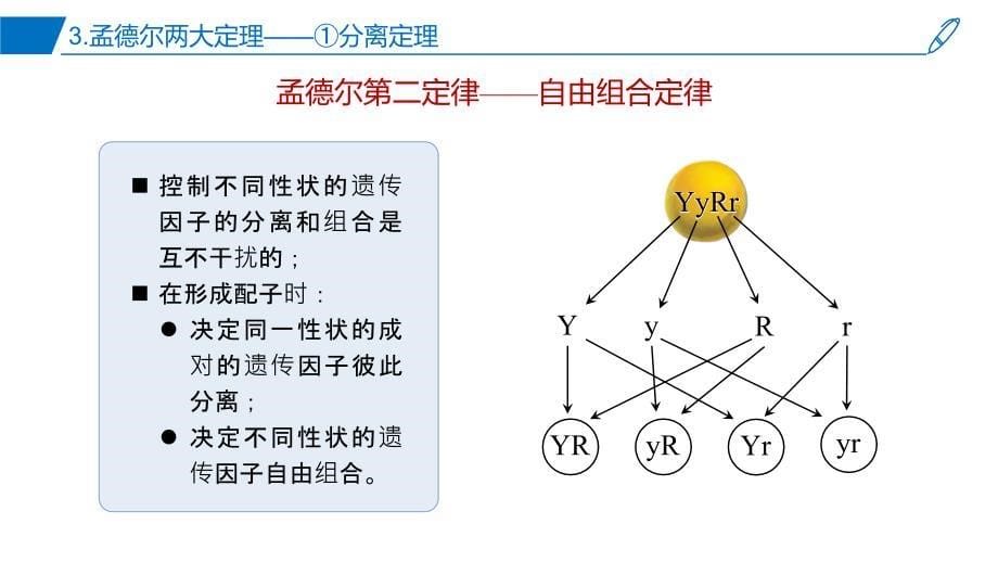 第1章 遗传因子的发现（课件） 高一生物 复习课件（人教版2019必修2）_第5页