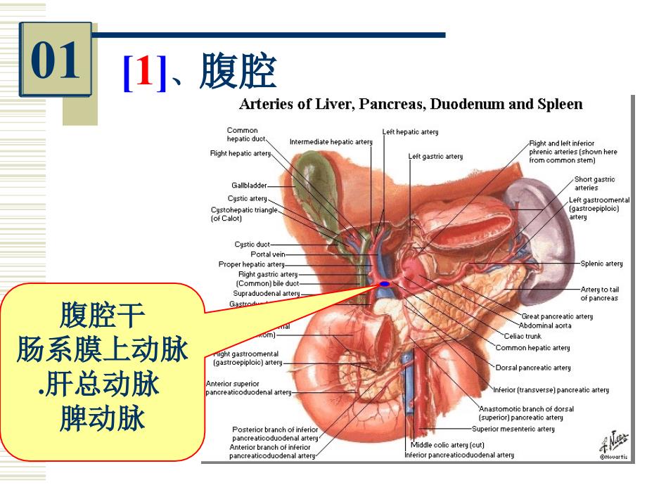 系统解剖标本实物图片考试_第3页