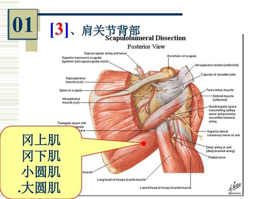 系统解剖标本实物图片考试_第5页