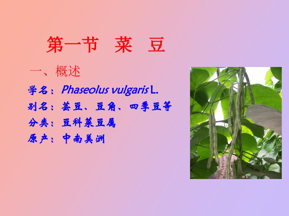 设施菜豆栽培_第3页