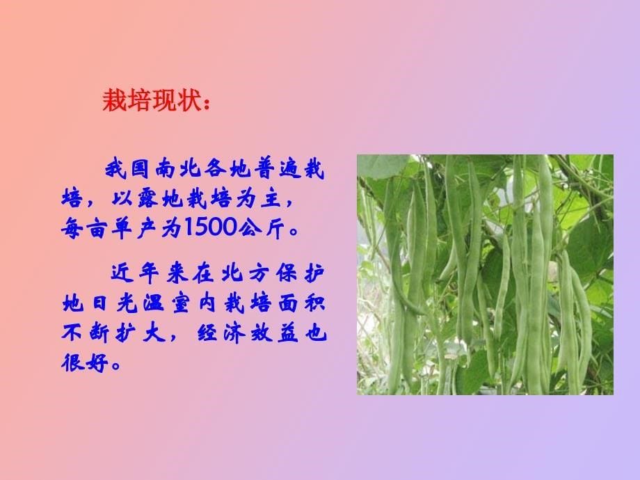 设施菜豆栽培_第5页