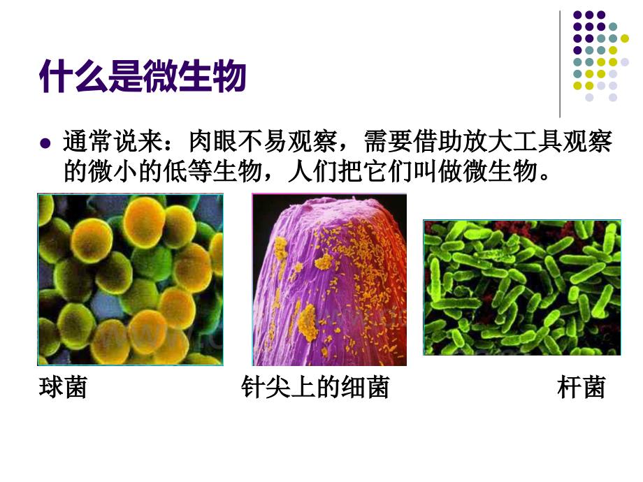 生活中的微生物_第2页