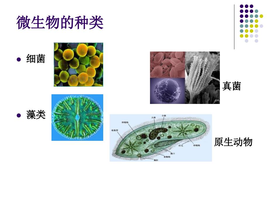 生活中的微生物_第3页